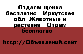 Отдаем щенка бесплатно - Иркутская обл. Животные и растения » Отдам бесплатно   